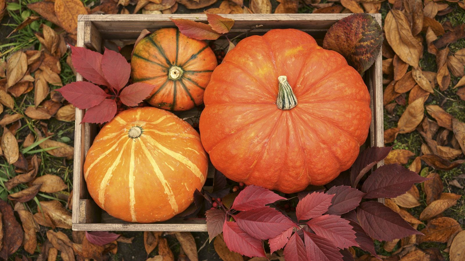Grow Your Own July Pumpkins: Container Gardening Secrets
