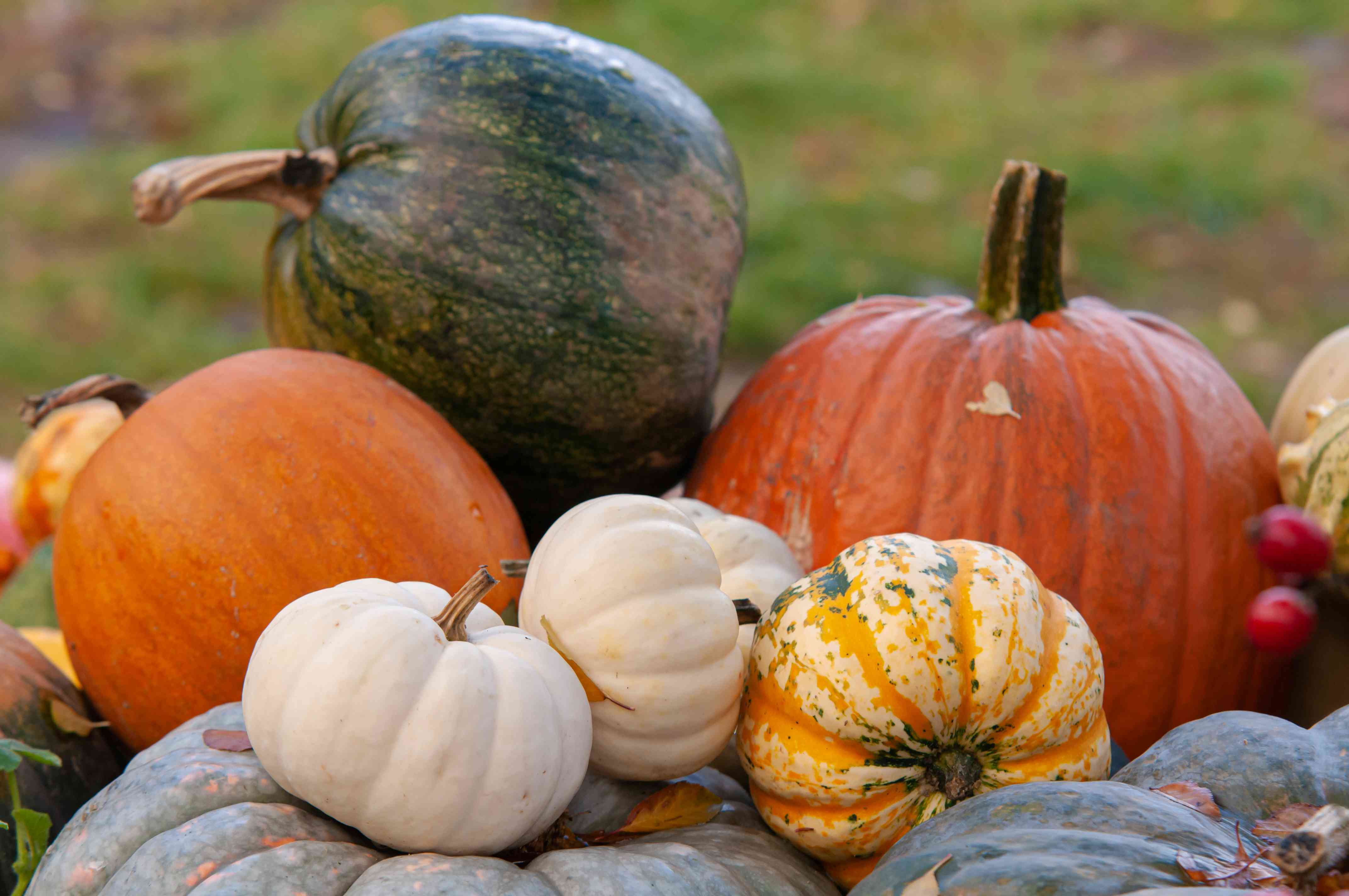 Harvesting Pumpkins in July: Get Fresh Gourds Early
