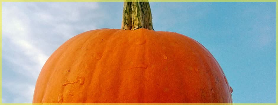 Why Wait? Enjoy Fresh Pumpkin Baking with a July Harvest